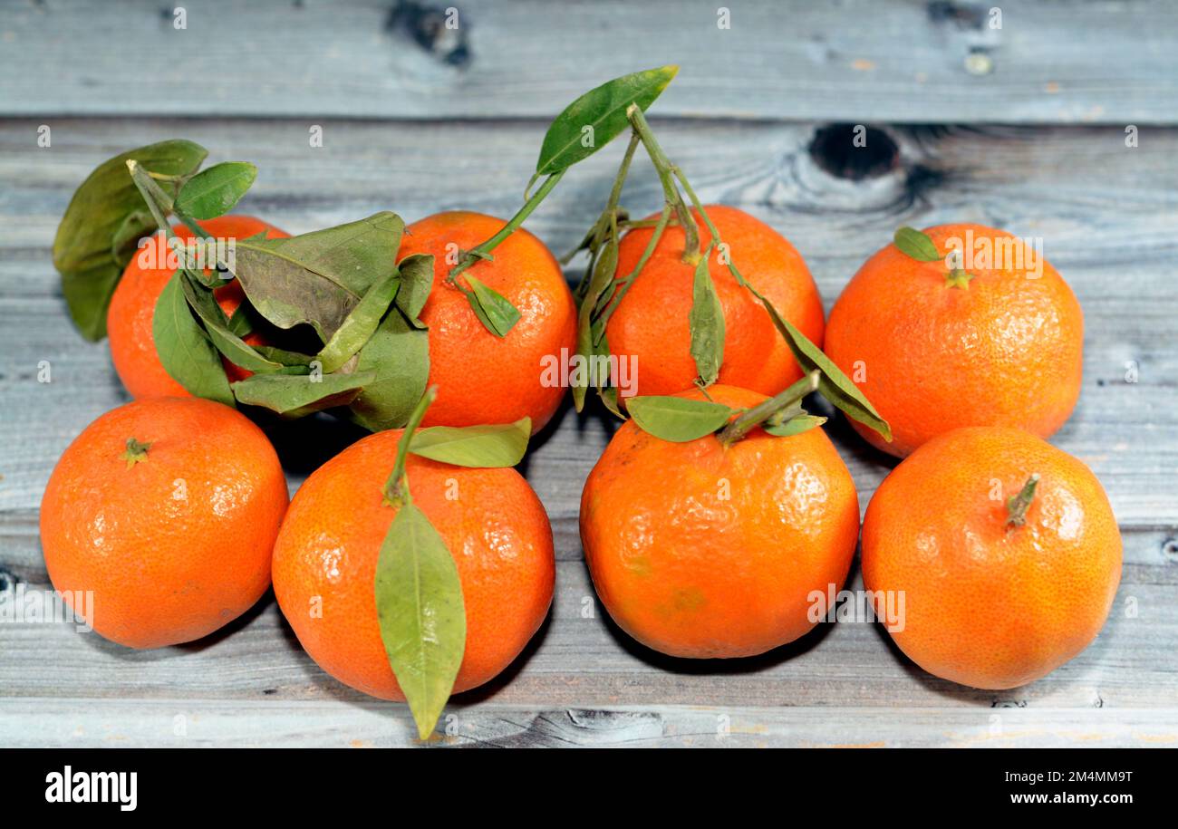 Mandarinenorange (Citrus reticulata), auch Mandarin oder Mandarine genannt, eine kleine Zitrusfrucht. Als gesonderte Orangenart behandelt, Stockfoto