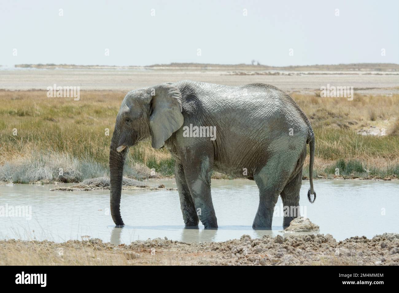 Afrikanischer Buschelefant (Loxodonta Africana) an einem Wasserloch im Etosha-Nationalpark, Namibia, Südwestafrika Stockfoto