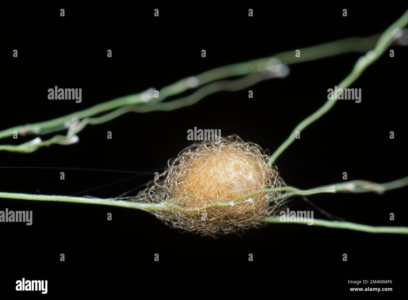 Nahaufnahme von der Gartenspinne des Eiersacks der Lafayise Stockfoto