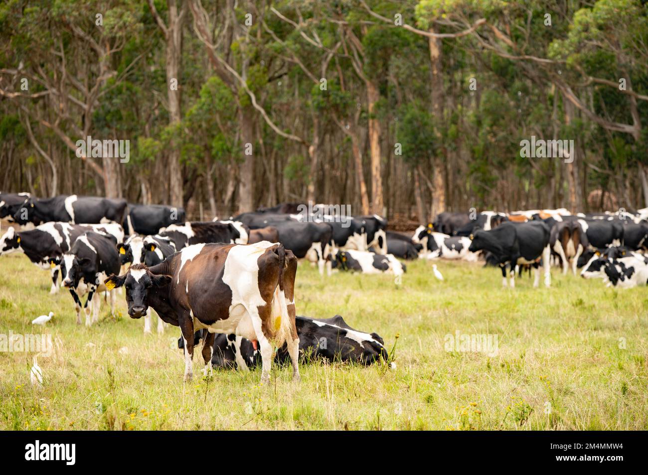 Kühe, die auf dem Hof weiden Stockfoto