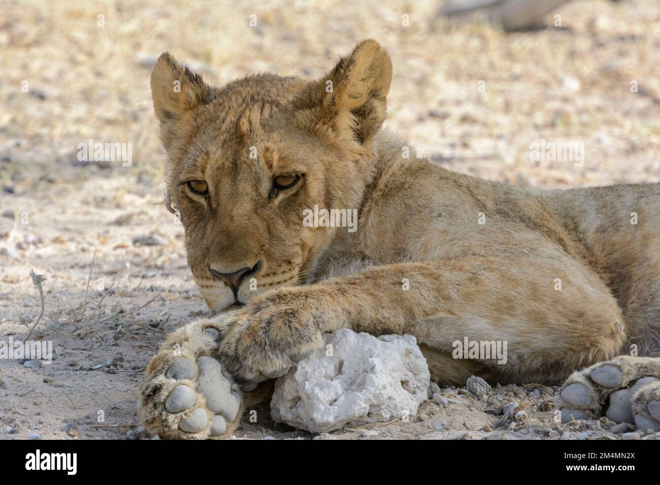 Junges Löwe (Panthera leo), das sich im Schatten eines Baumes im Etosha-Nationalpark, Namibia, Südwestafrika, entspannt Stockfoto