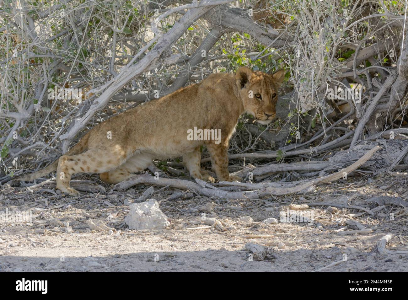 Junges Löwe (Panthera leo), das sich im Schatten eines Baumes im Etosha-Nationalpark, Namibia, Südwestafrika, entspannt Stockfoto