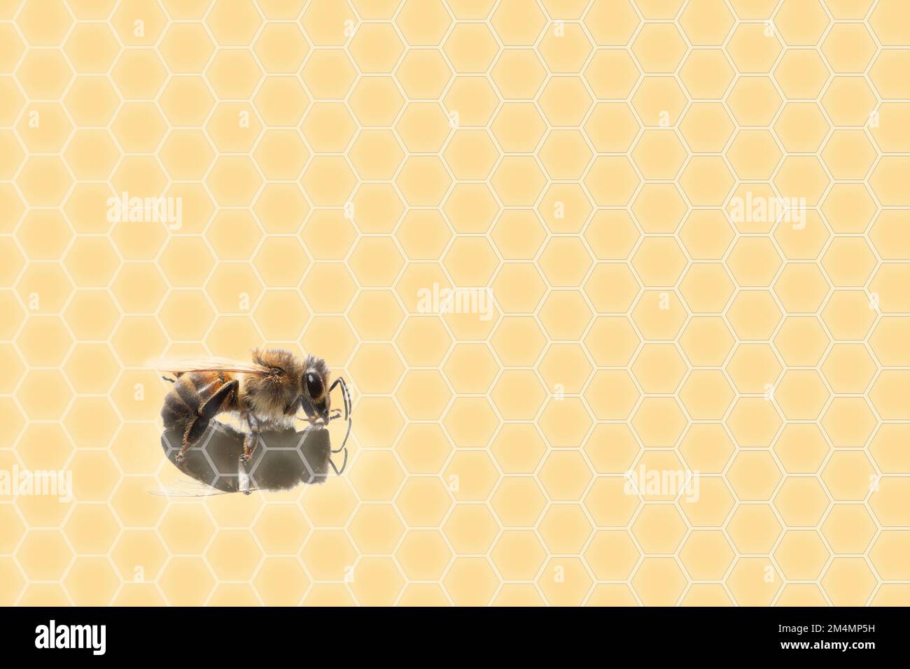 Honigbiene auf gelbem Hintergrund mit Hexagonen, die den Bienenstock darstellen. Konzept von Bienengiftkosmetika in der Hautpflege mit verschiedenen Vorteilen, wie zum Beispiel Stockfoto