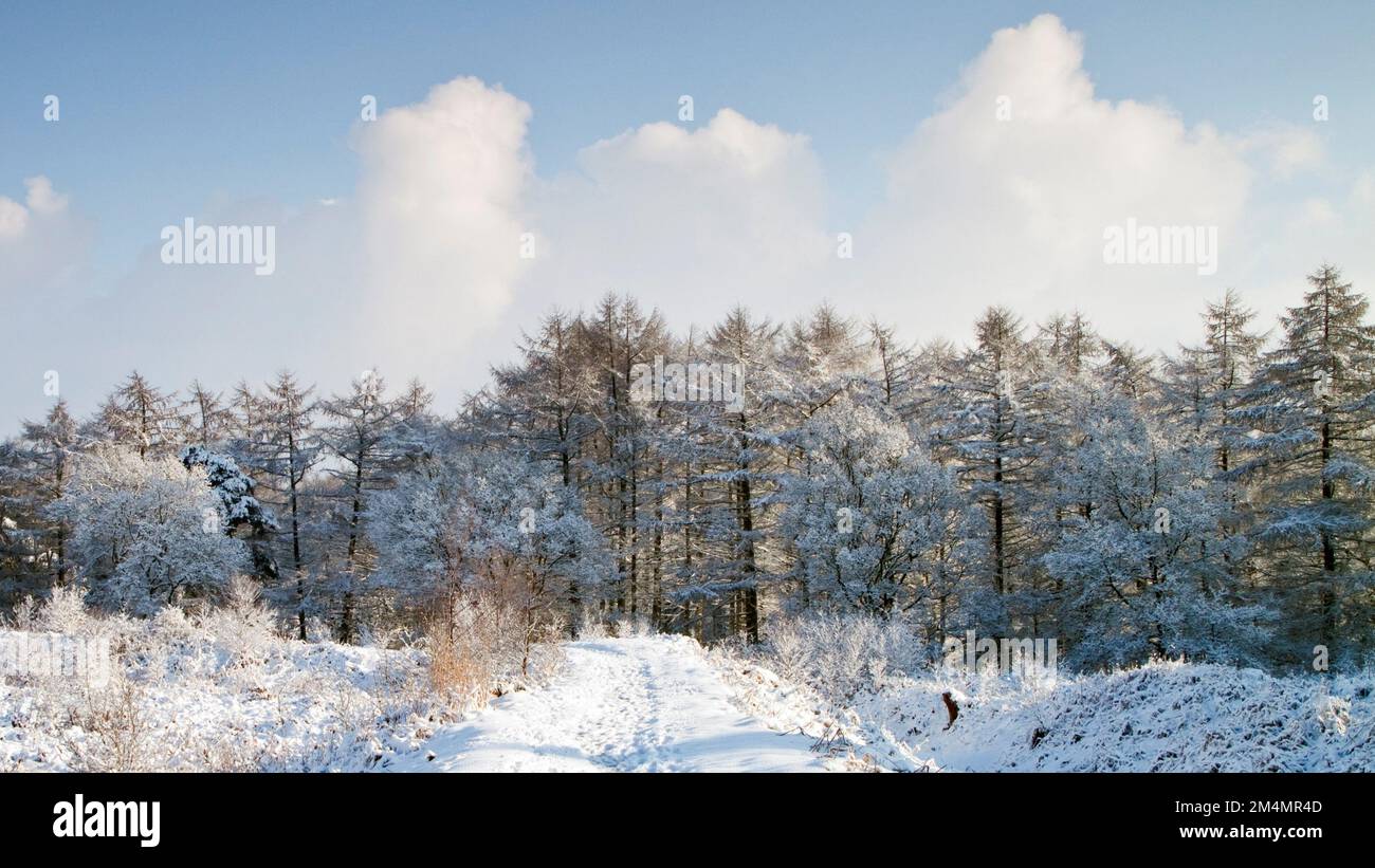 Schneebedeckte Wälle Castle Ring im Winter Cannock Chase Country Park AONB (Gebiet von außergewöhnlicher natürlicher Schönheit) in Staffordshire England Großbritannien Stockfoto