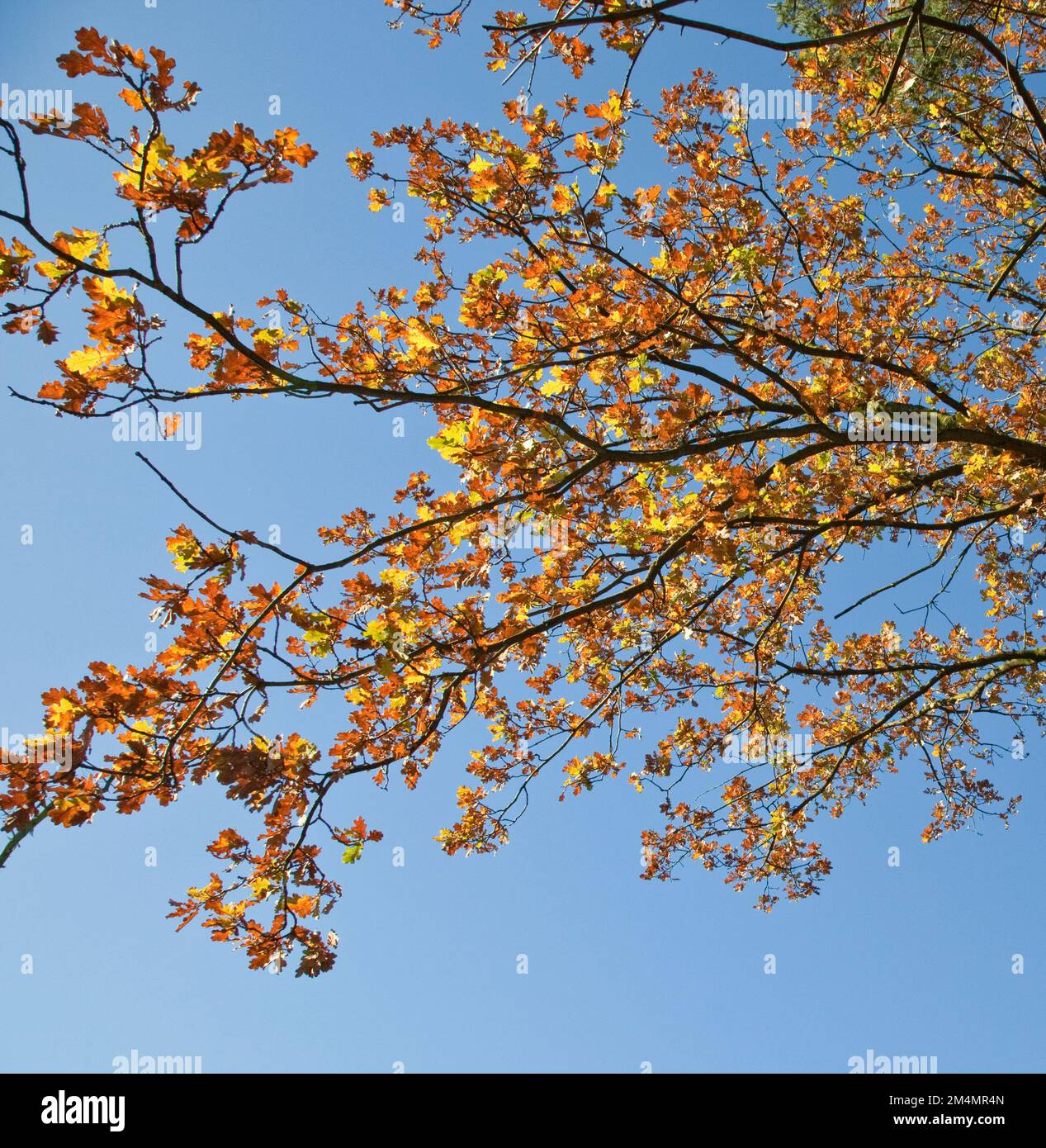 Herbstfarbenes Laub auf Eiche vor blauem sonnigen Himmel im späten Herbst November auf Cannock Chase AONB (Gebiet von herausragender natürlicher Schönheit) Stockfoto