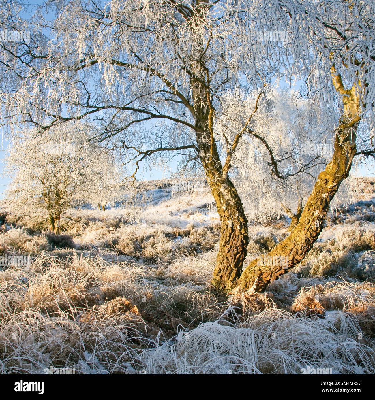 Winterschönheit mit frostbedecktem Baum im frühen Winter auf Cannock Chase AONB (Gebiet von außergewöhnlicher natürlicher Schönheit) in Staffordshire England Stockfoto