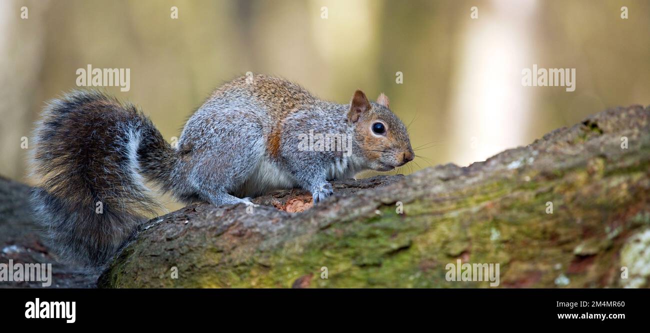 Grey Squirrel im späten Winter Cannock Chase Country Park AONB (Gebiet von herausragender natürlicher Schönheit) in Staffordshire, England, Großbritannien Stockfoto