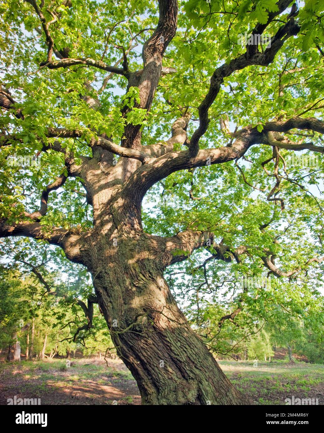 Antiker Eichenbaum im Frühling Mai im Cannock Chase Country Park AONB (Gebiet von herausragender natürlicher Schönheit) in Staffordshire, England, Großbritannien Stockfoto