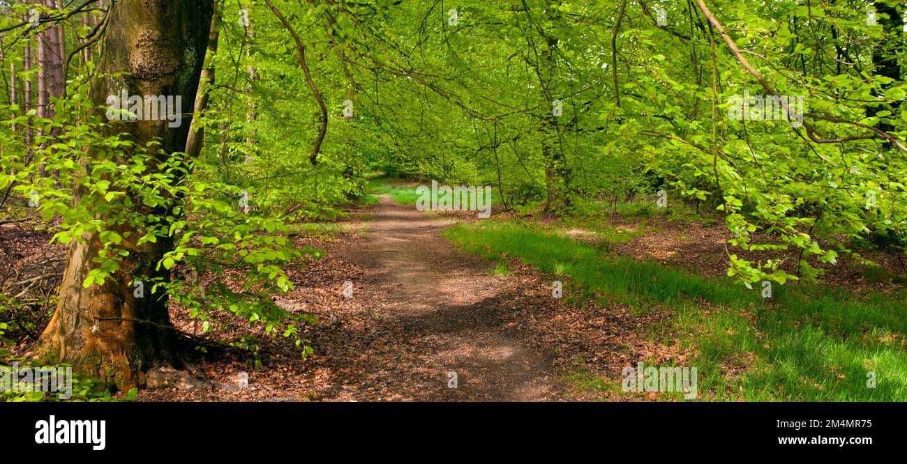Fußweg gesäumt von reifen Buchenbäumen BeauDesert Old Park Cannock Chase AONB (Gebiet von herausragender natürlicher Schönheit) in Staffordshire, England Stockfoto
