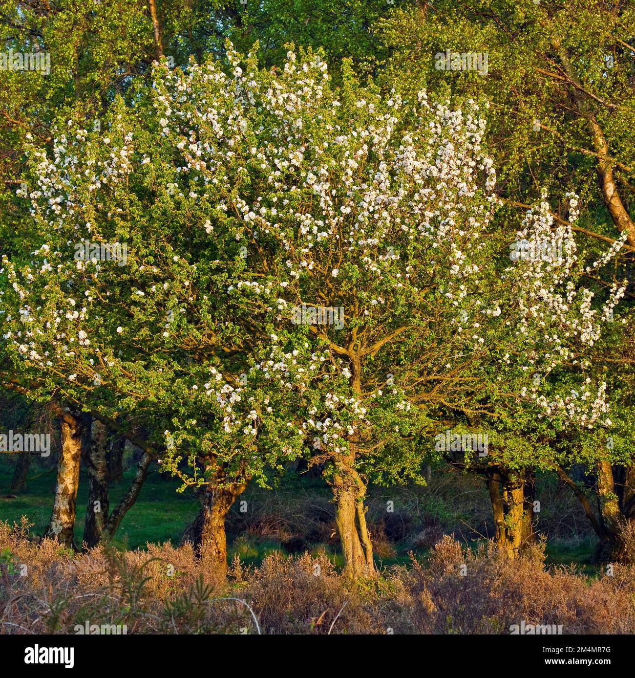 Im Frühling blühen wilde Krabben-Apfelbäume im Cannock Chase Country Park AONB (Gebiet von herausragender natürlicher Schönheit) in Staffordshire, England Stockfoto