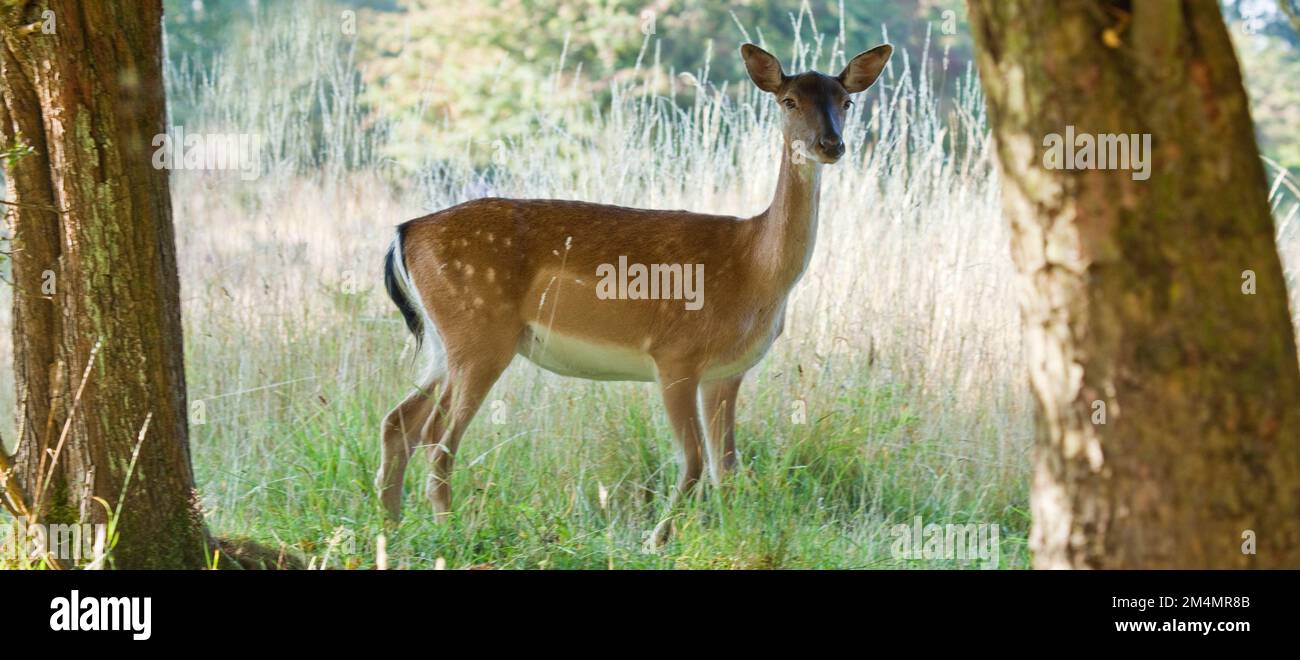 Fallow Deer im späten Sommer Cannock Chase Country Park AONB (Gebiet von herausragender natürlicher Schönheit), Staffordshire, England, Großbritannien Stockfoto