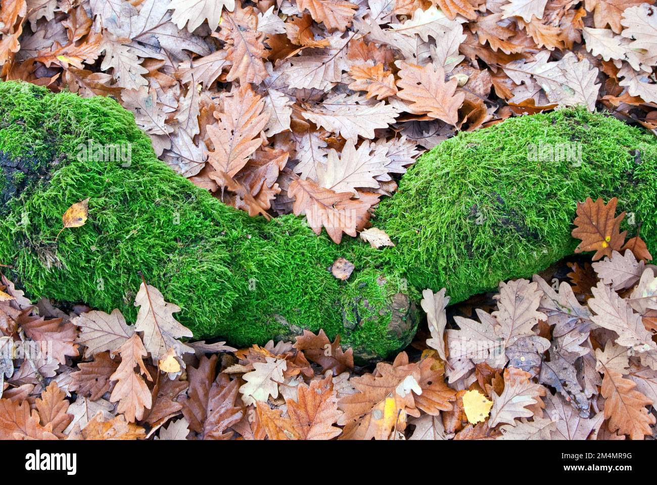 Old Oak Woodland aus nächster Nähe Details der Bäume Cannock Chase AONB (Gebiet von herausragender natürlicher Schönheit) in Staffordshire, England, Großbritannien Stockfoto