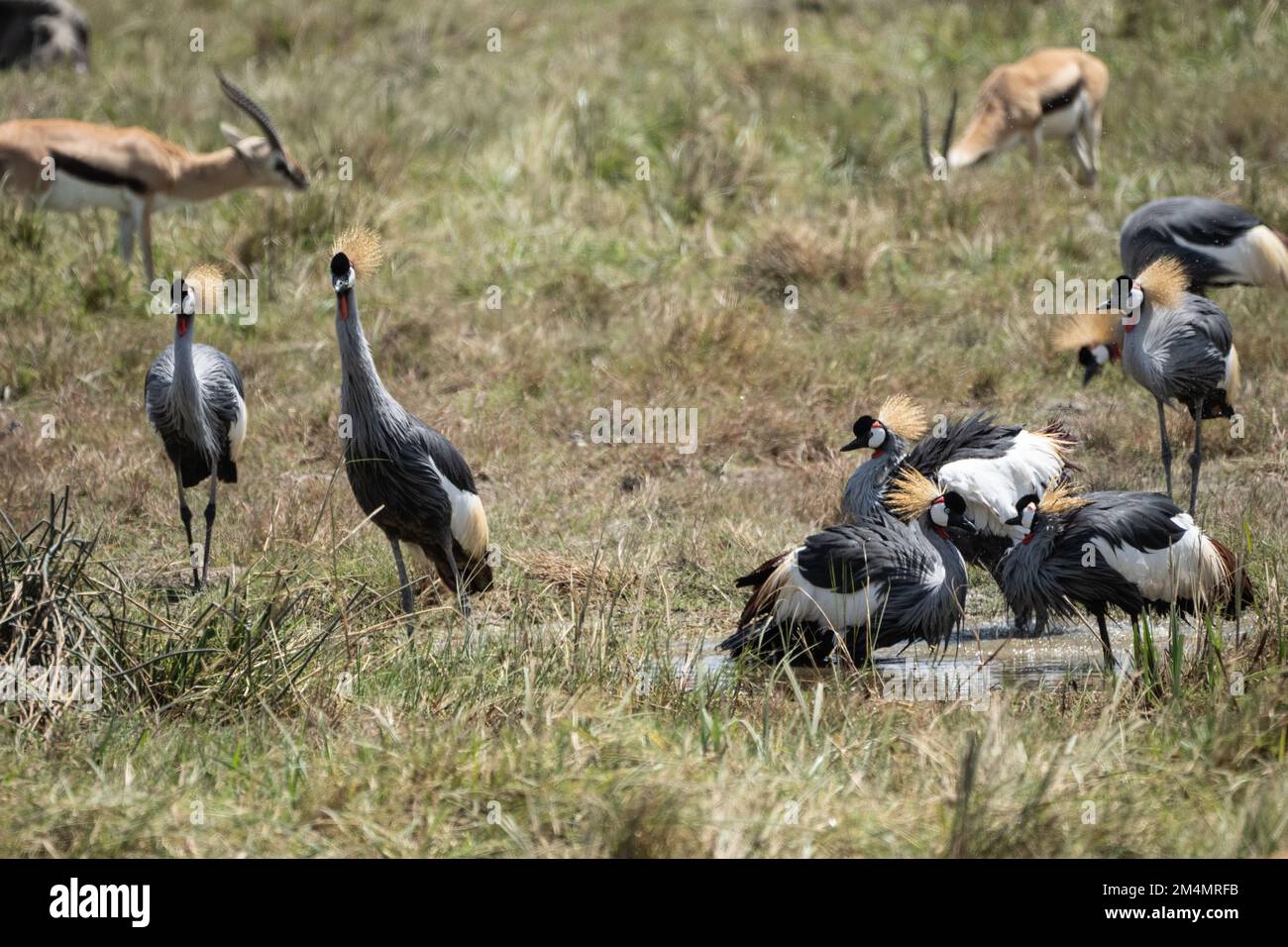 Grau gekrönter Kranich AKA ostafrikanischer Kranich (Balearica regulorum). Beide Geschlechter haben die fächerähnliche Haube auf ihren Köpfen, die diese bir gibt Stockfoto