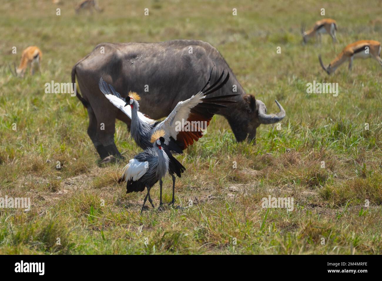 Grau gekrönter Kranich AKA ostafrikanischer Kranich (Balearica regulorum). Beide Geschlechter haben die fächerähnliche Haube auf ihren Köpfen, die diese bir gibt Stockfoto