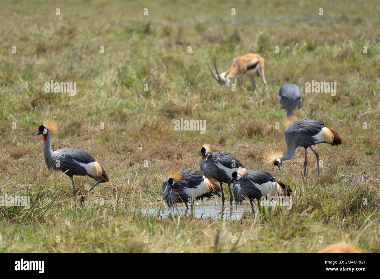 Grau gekrönter Kranich AKA ostafrikanischer Kranich (Balearica regulorum). Beide Geschlechter haben die fächerähnliche Haube auf ihren Köpfen, die diese bir gibt Stockfoto