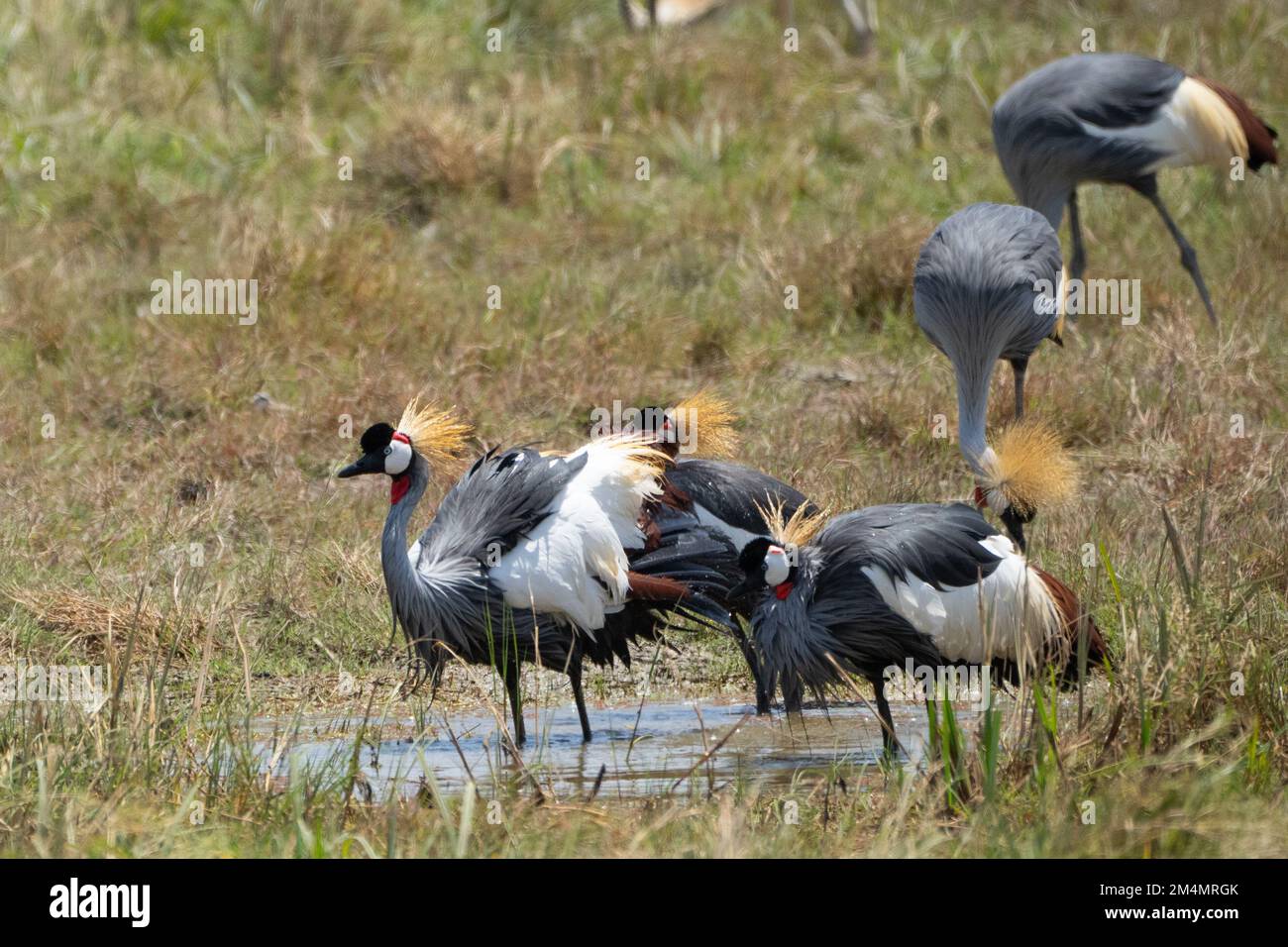 Grau gekrönter Kranich AKA ostafrikanischer Kranich (Balearica regulorum). Beide Geschlechter haben die fächerähnliche Haube auf ihren Köpfen, die diese bir gibt Stockfoto