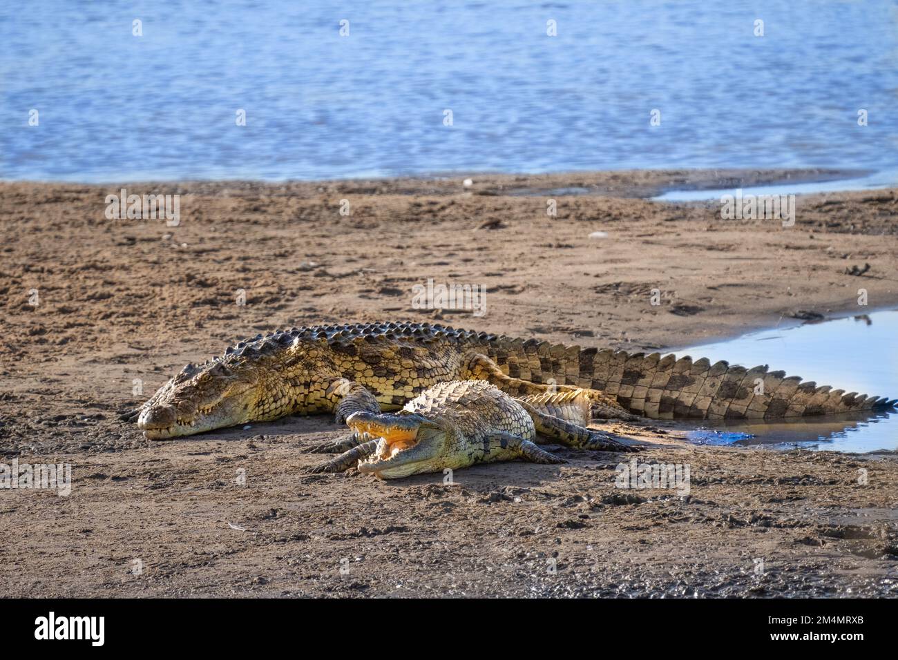 Nilkrokodil (Crocodylus niloticus) an einem Flussufer, fotografiert in Serngeti, Tansania Stockfoto