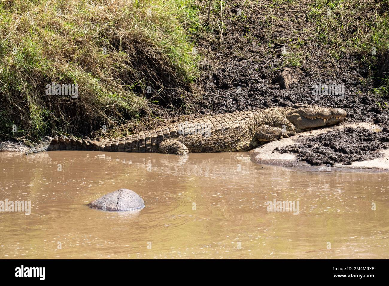 Nilkrokodil (Crocodylus niloticus) an einem Flussufer, fotografiert in Serngeti, Tansania Stockfoto