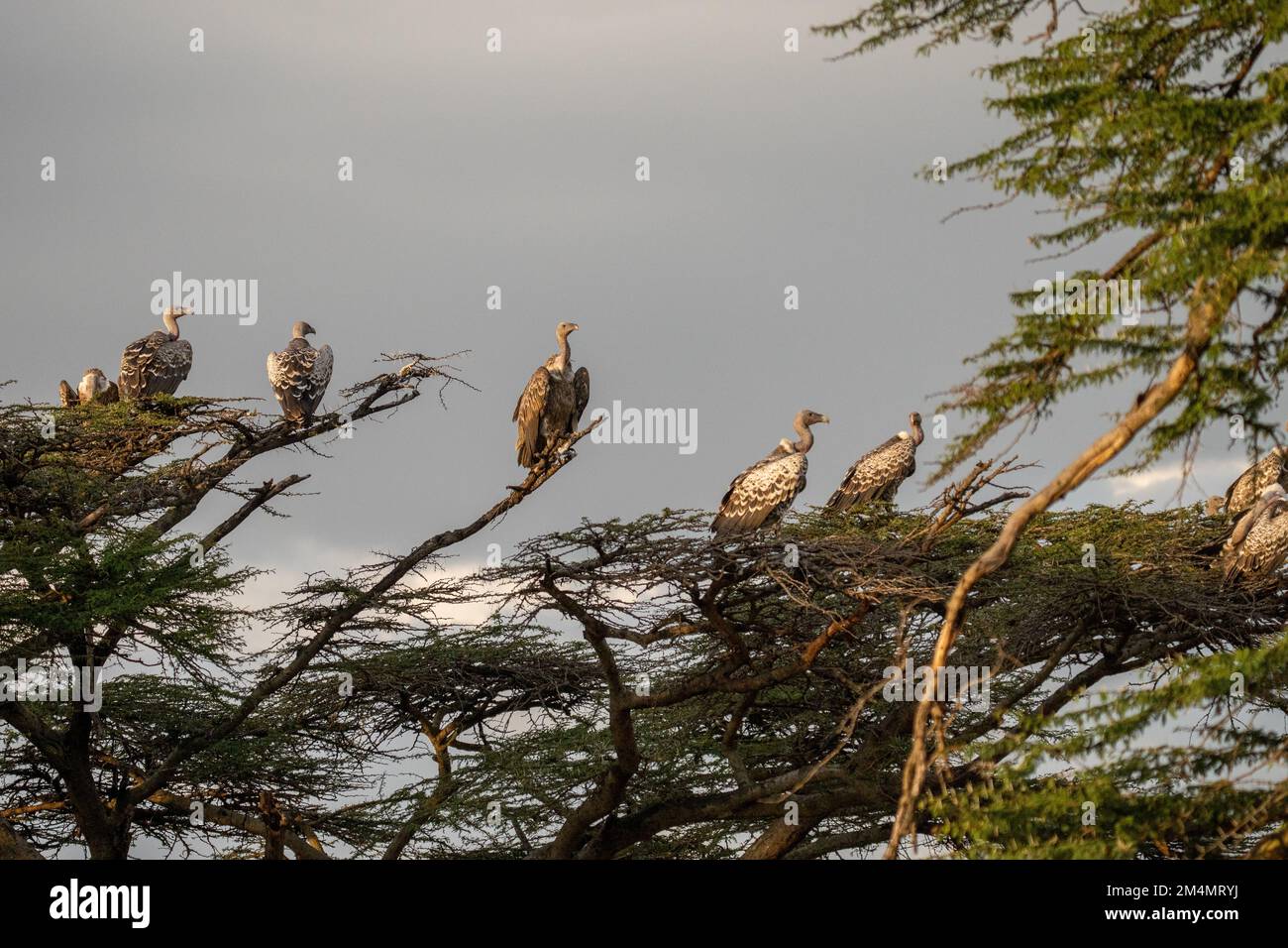 Rupellsgeier (Gyps rueppellii) auf einem Baumwipfel. Dieser große Geier, auch bekannt als Rupell's Griffon, bewohnt trockene und halbtrockene Teile der zentralen AFR Stockfoto