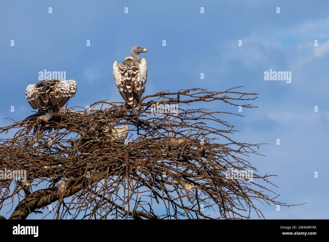 Rupellsgeier (Gyps rueppellii) auf einem Baumwipfel. Dieser große Geier, auch bekannt als Rupell's Griffon, bewohnt trockene und halbtrockene Teile der zentralen AFR Stockfoto