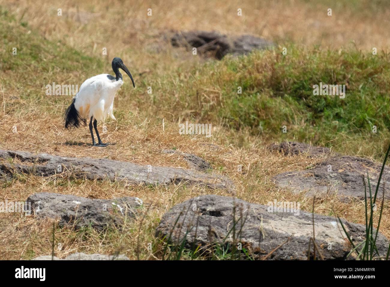 Heilige Ibis (Threskiornis aethiopicus) Nahrungssuche. Der heilige Ibis ist ein fleischfressender Vogel, der kleine Tiere in Feuchtgebieten, Grasland A, untersucht Stockfoto
