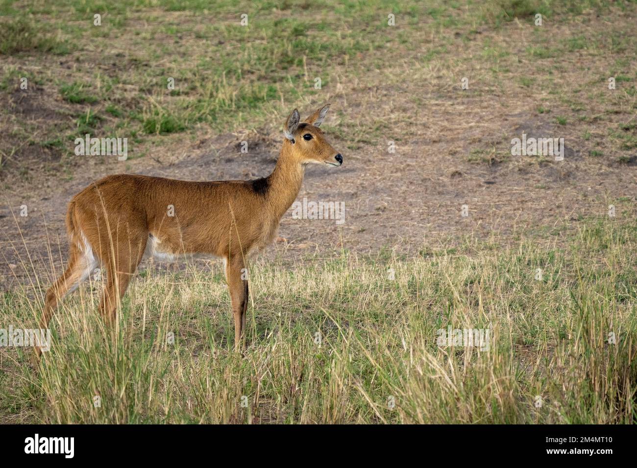Weiblicher südlicher Schilf, Rietbok oder gemeiner Schilf (Redunca arundinum) ist eine tägliche Antilope, die typischerweise im südlichen Afrika zu finden ist. Es war das erste Mal Stockfoto
