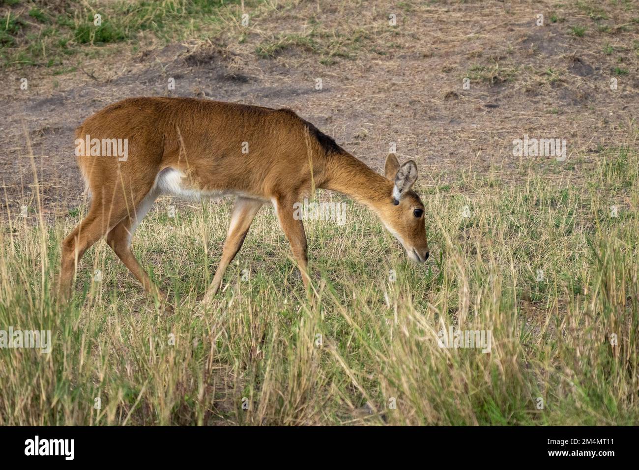 Weiblicher südlicher Schilf, Rietbok oder gemeiner Schilf (Redunca arundinum) ist eine tägliche Antilope, die typischerweise im südlichen Afrika zu finden ist. Es war das erste Mal Stockfoto