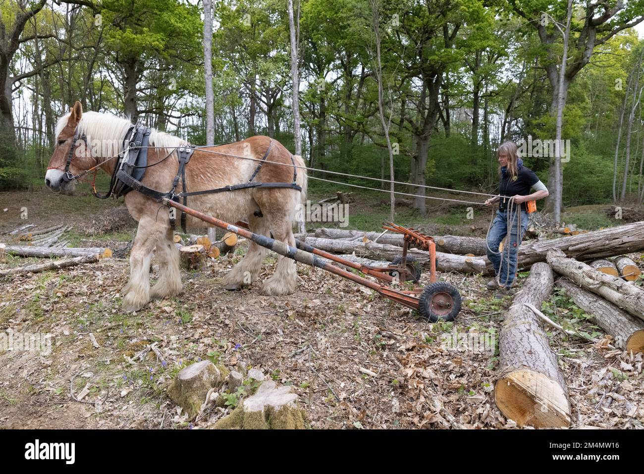 Frankie Woodgate & Tobias verwendet einen „Timber Arch“, um teilweise hängende Baumstämme zu ziehen, Scotty Castle, Tunbridge Wells, Kent, Großbritannien Stockfoto
