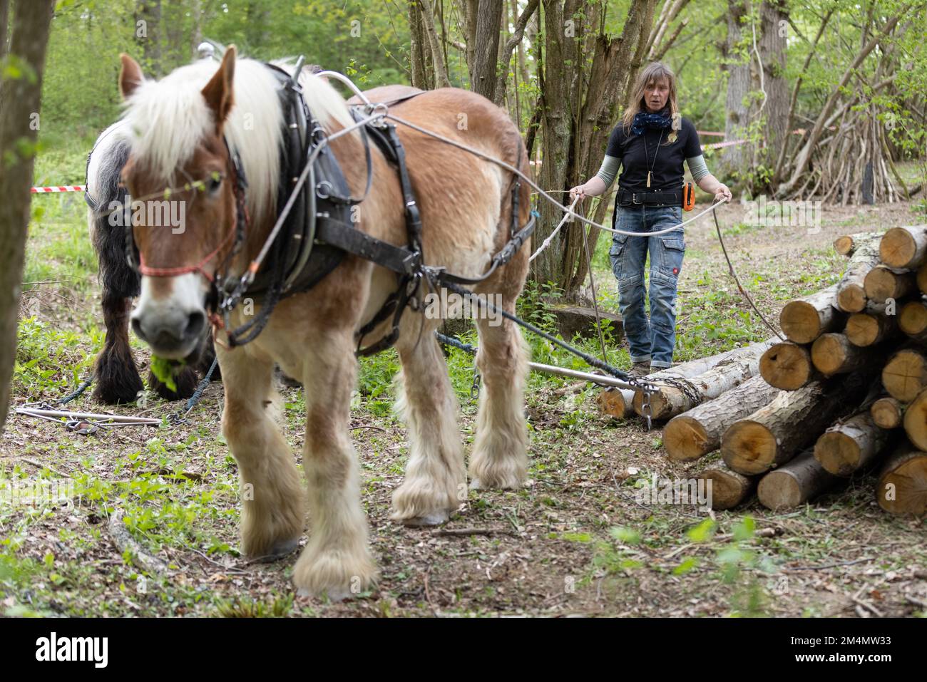 Frankie Woodgate & Tobias verwendet einen „Timber Arch“, um teilweise hängende Baumstämme zu ziehen, Scotty Castle, Tunbridge Wells, Kent, Großbritannien Stockfoto