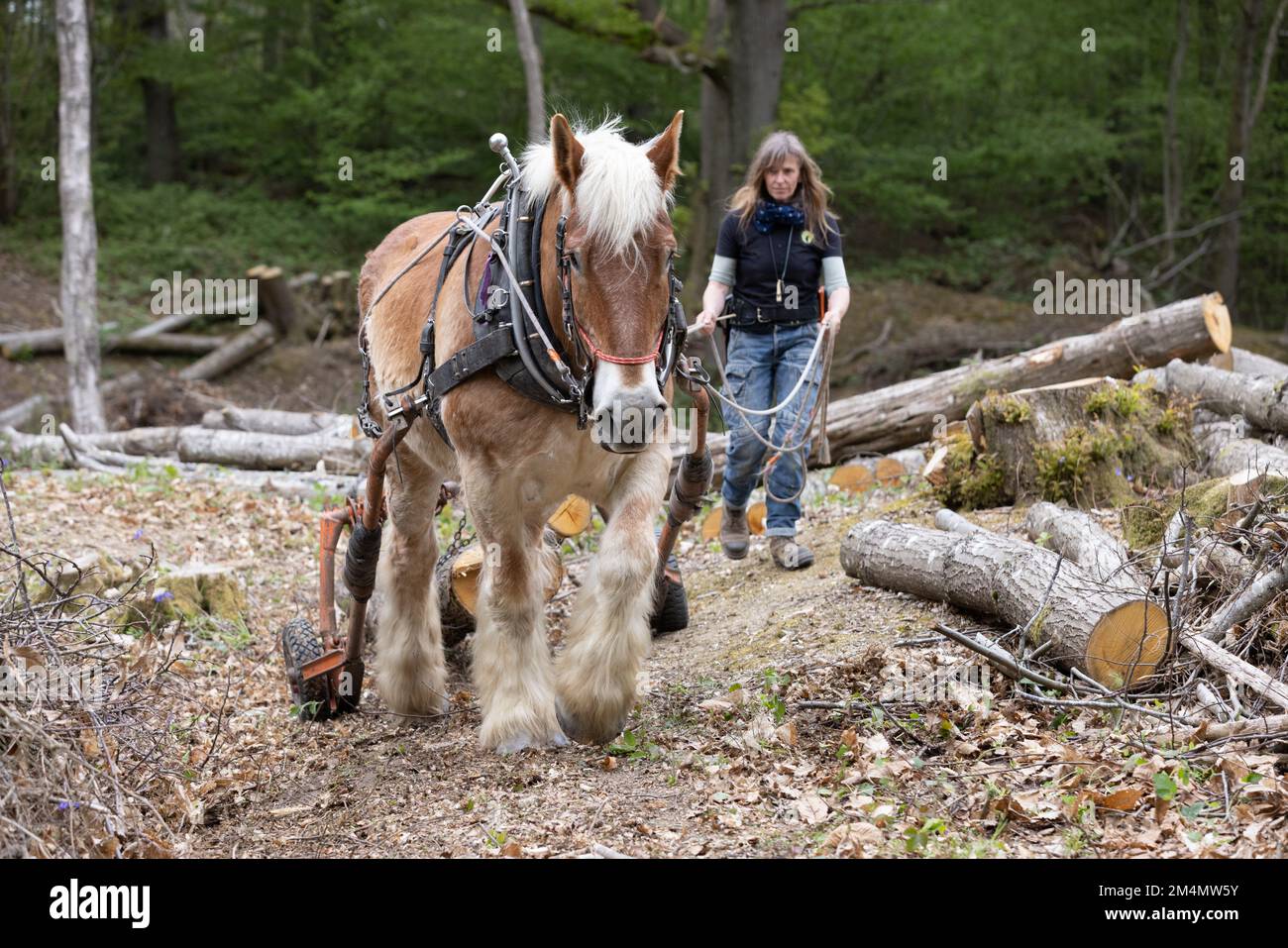 Frankie Woodgate & Tobias verwendet einen „Timber Arch“, um teilweise hängende Baumstämme zu ziehen, Scotty Castle, Tunbridge Wells, Kent, Großbritannien Stockfoto