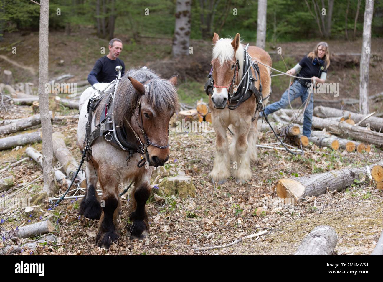 Frankie Woodgate & Tobias verwendet einen „Timber Arch“, um teilweise hängende Baumstämme zu ziehen, Scotty Castle, Tunbridge Wells, Kent, Großbritannien Stockfoto