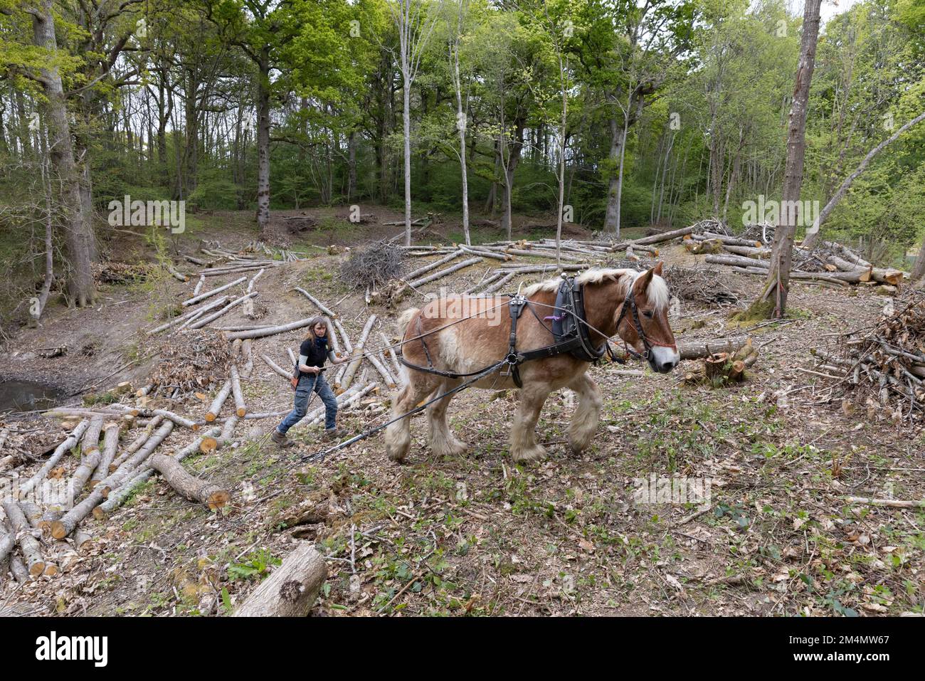 Frankie Woodgate & Tobias verwendet einen „Timber Arch“, um teilweise hängende Baumstämme zu ziehen, Scotty Castle, Tunbridge Wells, Kent, Großbritannien Stockfoto