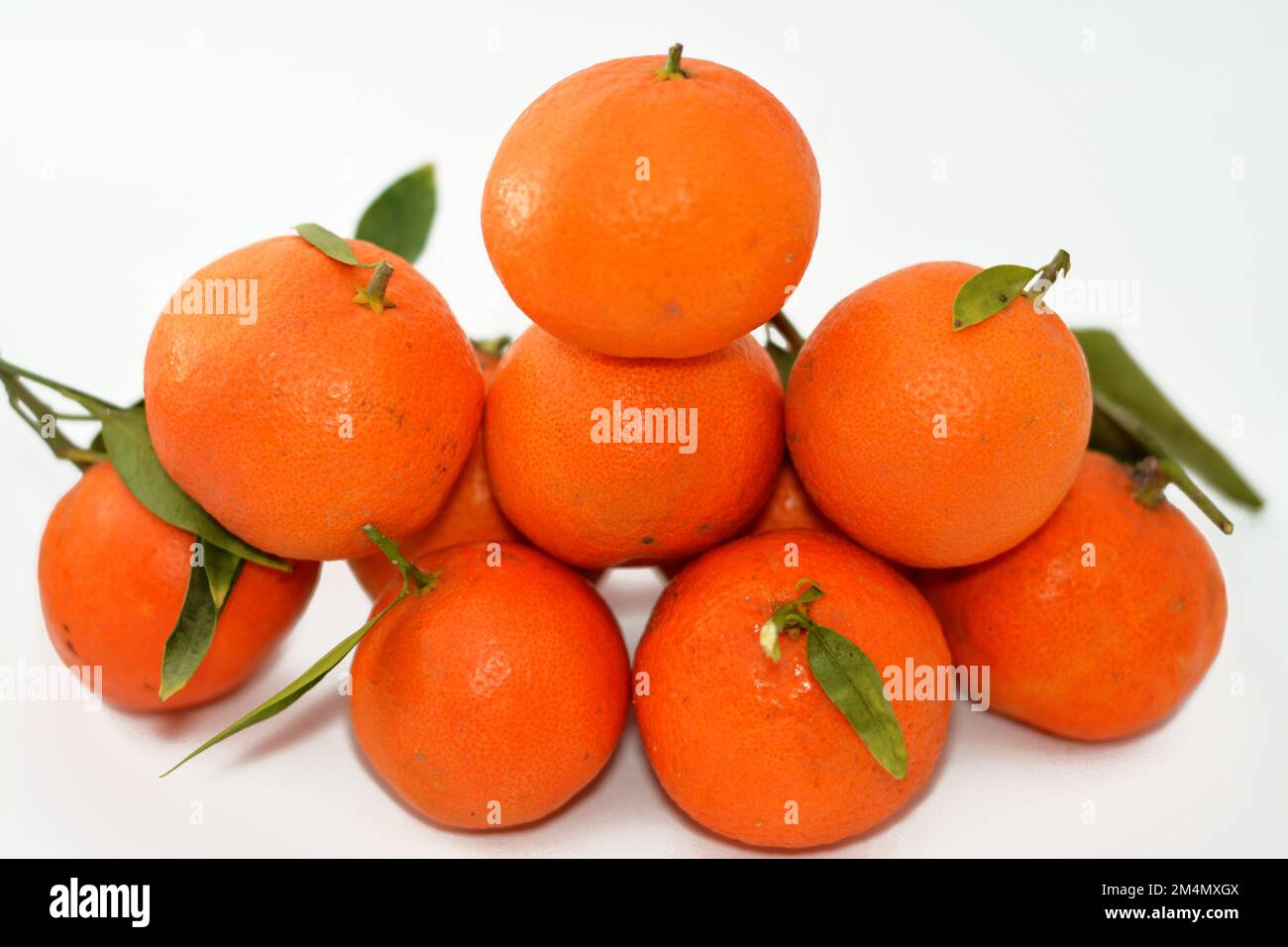 Mandarinenorange (Citrus reticulata), auch Mandarin oder Mandarine genannt, eine kleine Zitrusfrucht. Als gesonderte Orangenart behandelt, Stockfoto