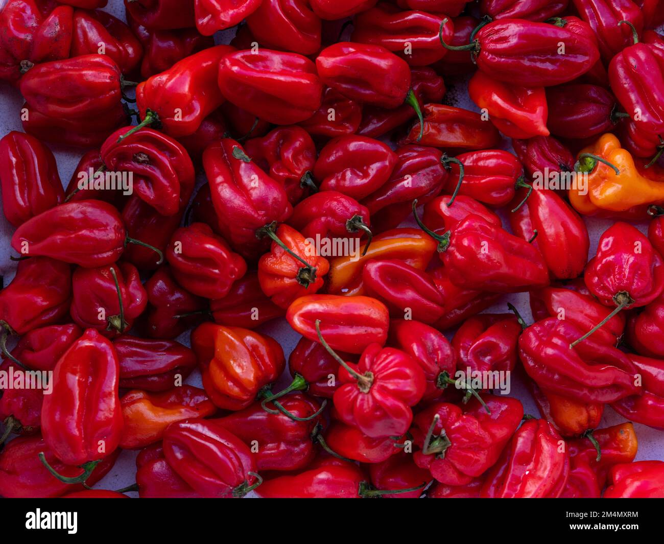 Lebendige südasiatische Aromen und frisches südasiatisches Bio-Gemüse. Lebendiges südasiatisches Gemüse. Ihre einzigartigen Formen, Farben und Texturen Stockfoto