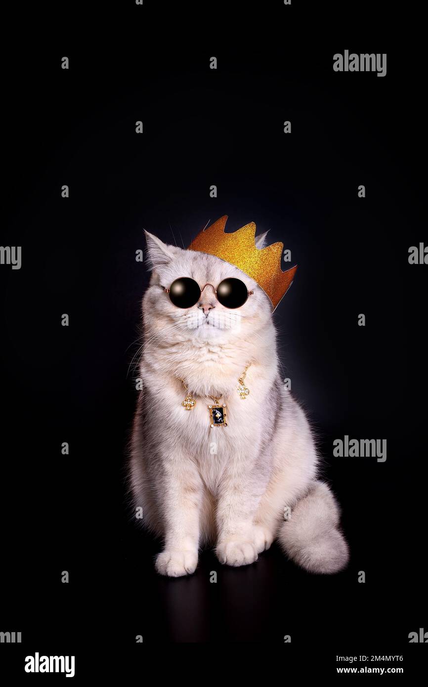 Eine weiße Katze mit goldener Krone und dunkler Brille sitzt auf schwarzem Hintergrund Stockfoto