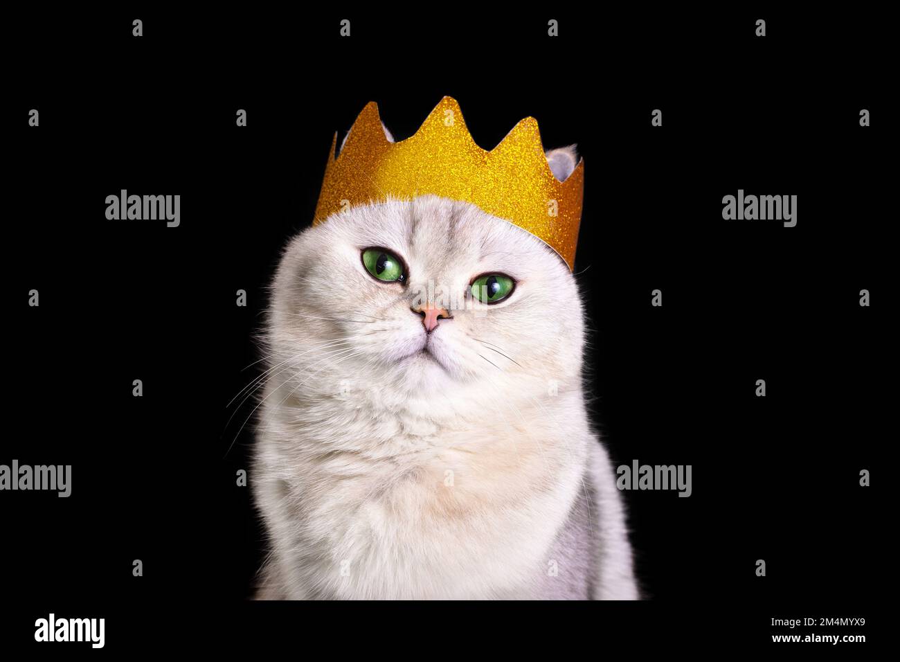 Porträt einer süßen weißen königlichen Katze in einer goldenen Krone auf schwarzem Hintergrund Stockfoto