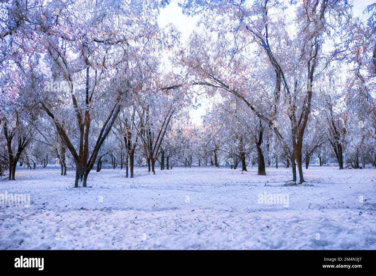 Eine Winterszene eines kargen Pekannusgartens Stockfoto