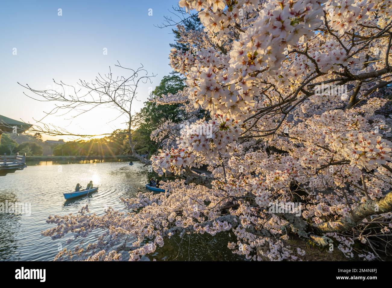 Wunderschöne Landschaft mit rosafarbenen Kirschblüten in der Nähe des Sagike-Teichs in Ukimido während des Abends fährt das romantische Paar im Hintergrund mit dem Boot. Stockfoto