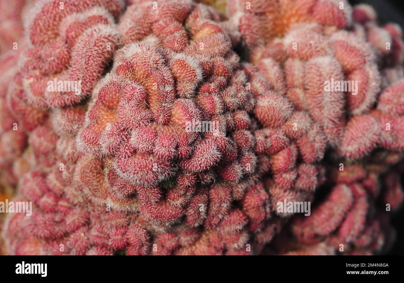 Uber einen Verschluss der roten sphärischen Kaktus-(Mammillaria compressa-)Pflanze Stockfoto