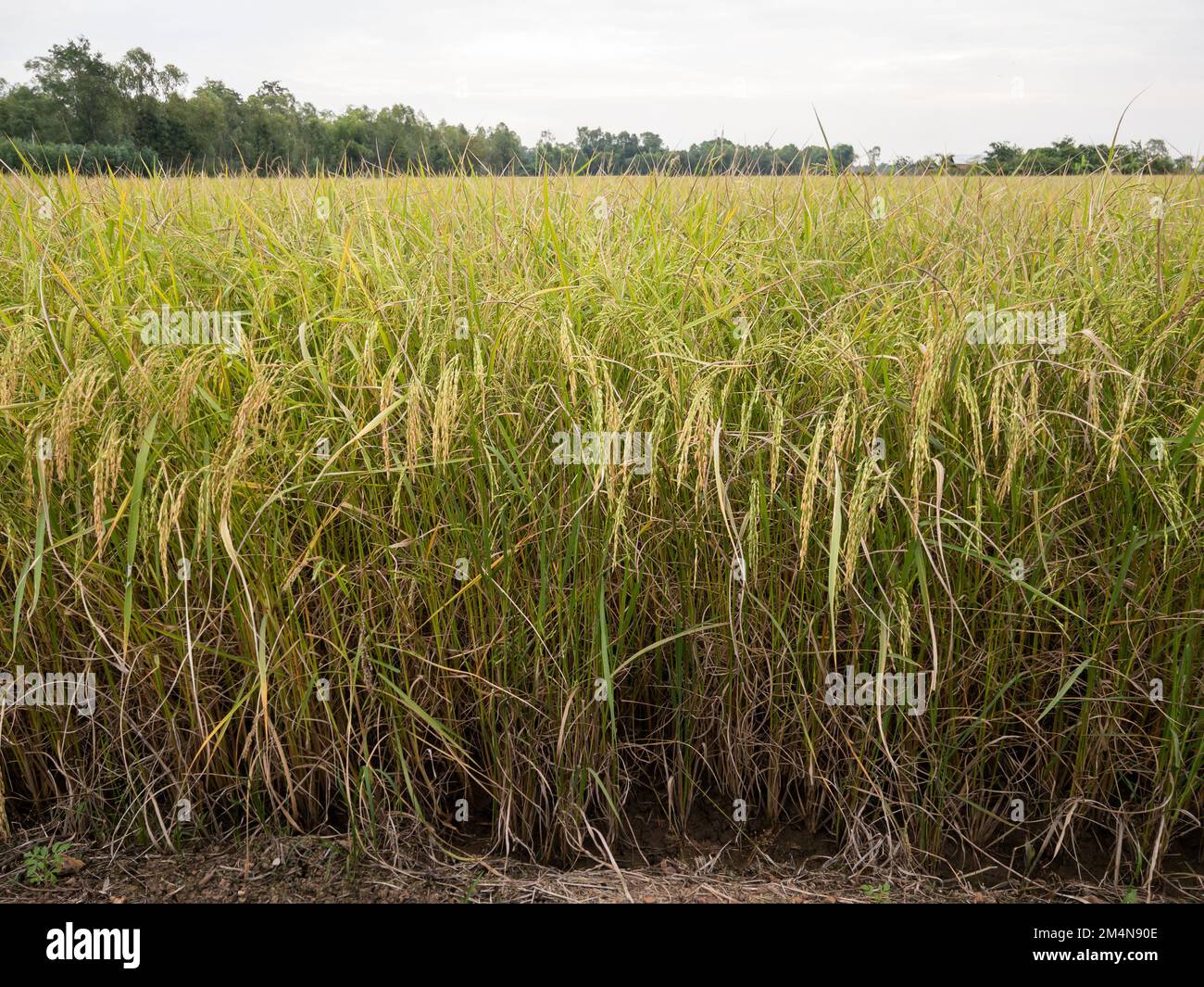 Nahaufnahme des Reisreises auf dem Reisfeld in der Nähe der Erntezeit, Bio-Farm des thailändischen Bauern im Dorf auf dem Land, Vorderansicht für den Hintergrund Stockfoto