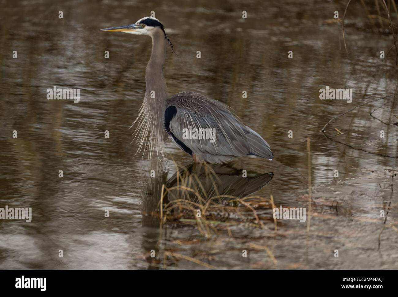 Ein großer blauer Reiher mit spezialisierten Federn auf der Brust, steht im flachen Wasser in einem Teich Stockfoto