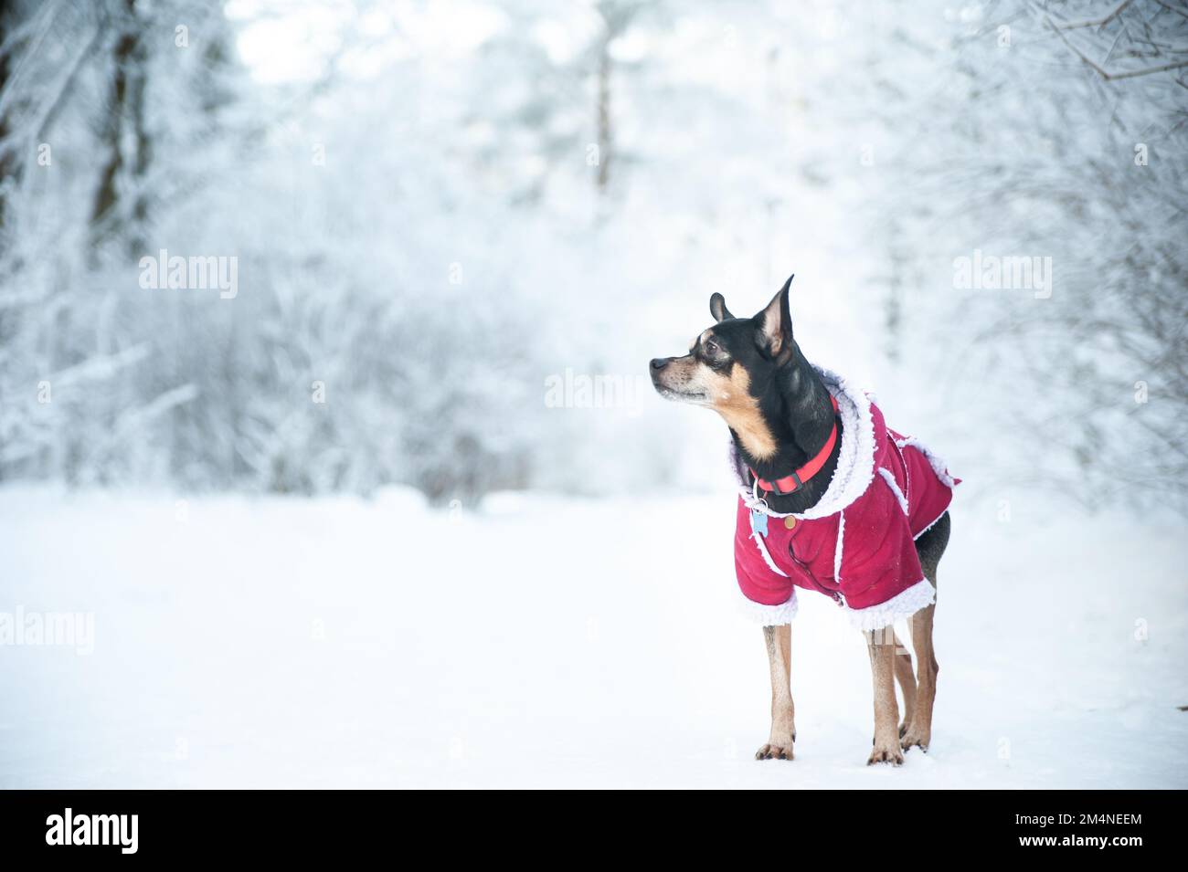 Hund in einem Pullover, und ein Schaffell Mantel, in einem Winterwald. Platz für Text Stockfoto