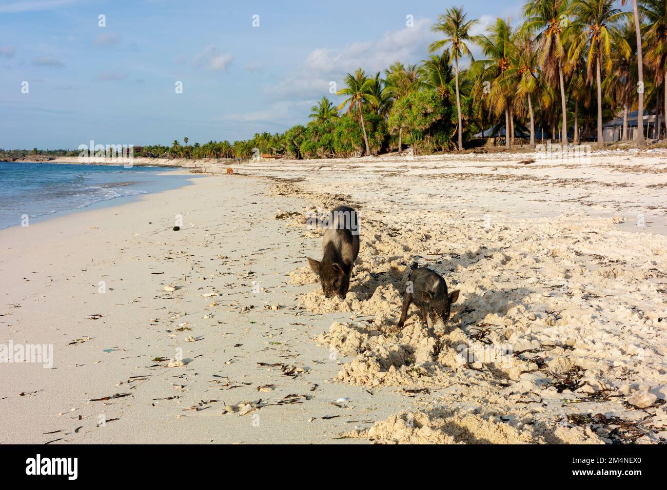 Schweine 'würfeln' am Strand, um etwas zu essen. Stockfoto