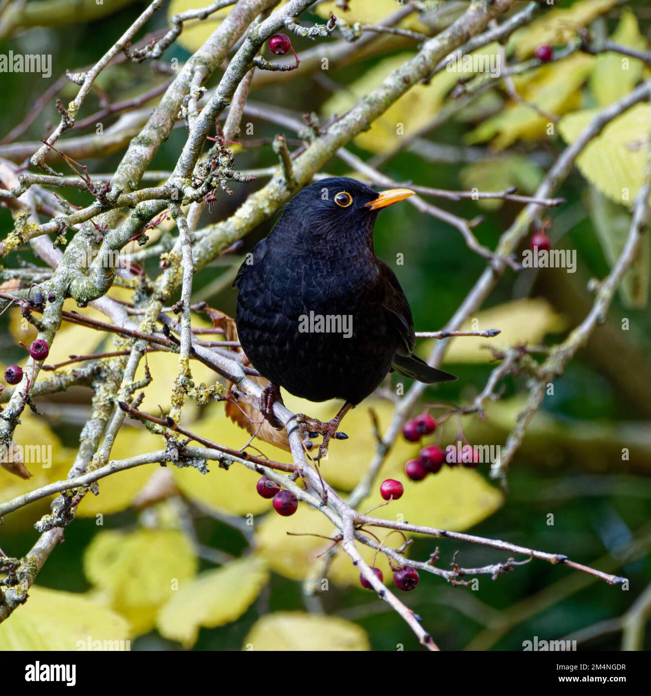 Männlicher Blackbird, hoch oben im Weissdornbaum, umgeben von roten Beeren Stockfoto