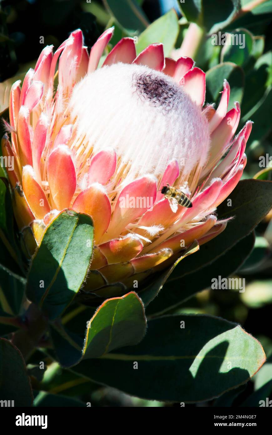 Protea – Nahaufnahme Stockfoto