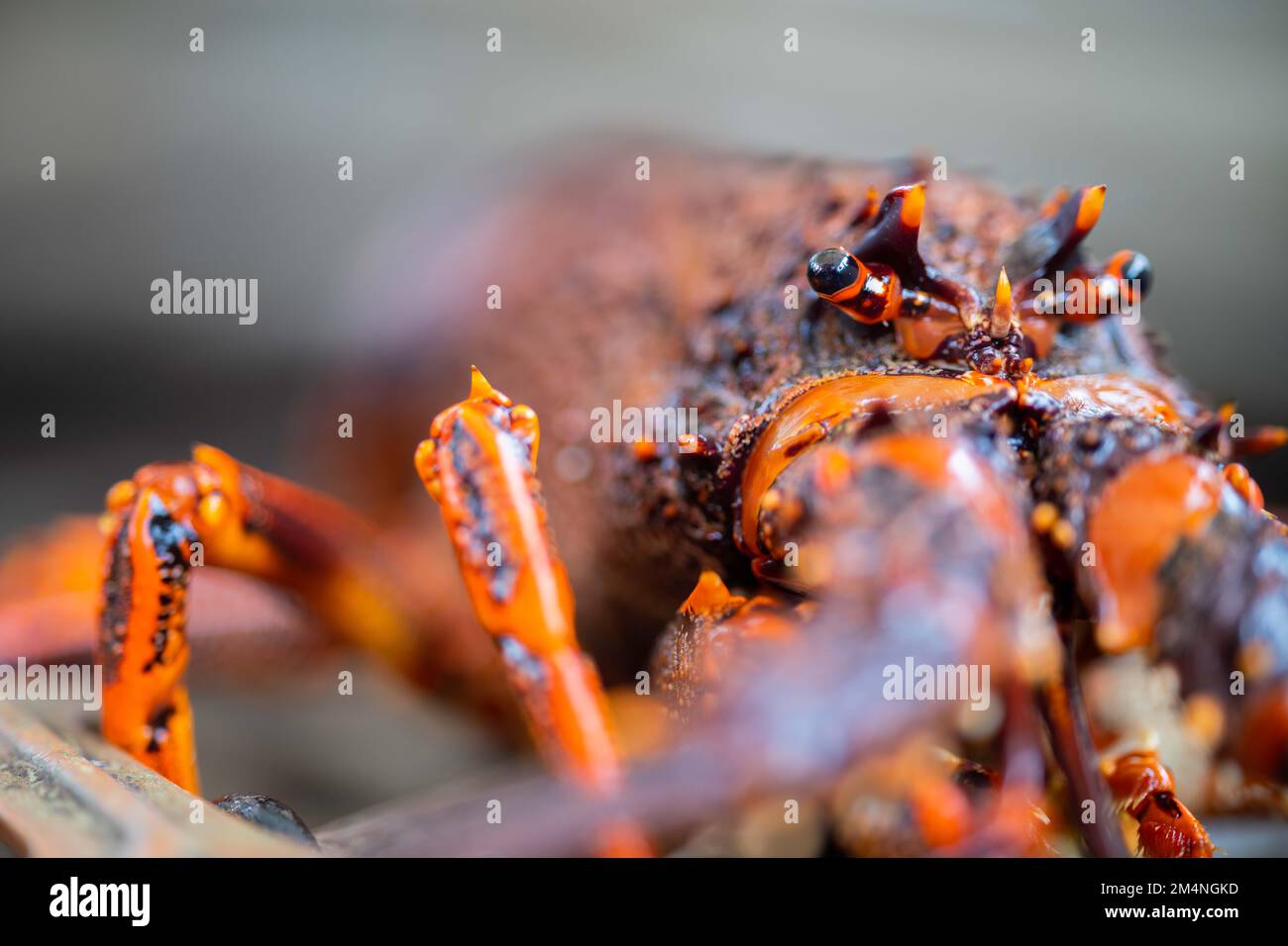 nahaufnahme-eines-lebendigen-hummers-in-amerika-hummer-flusskrebse-in