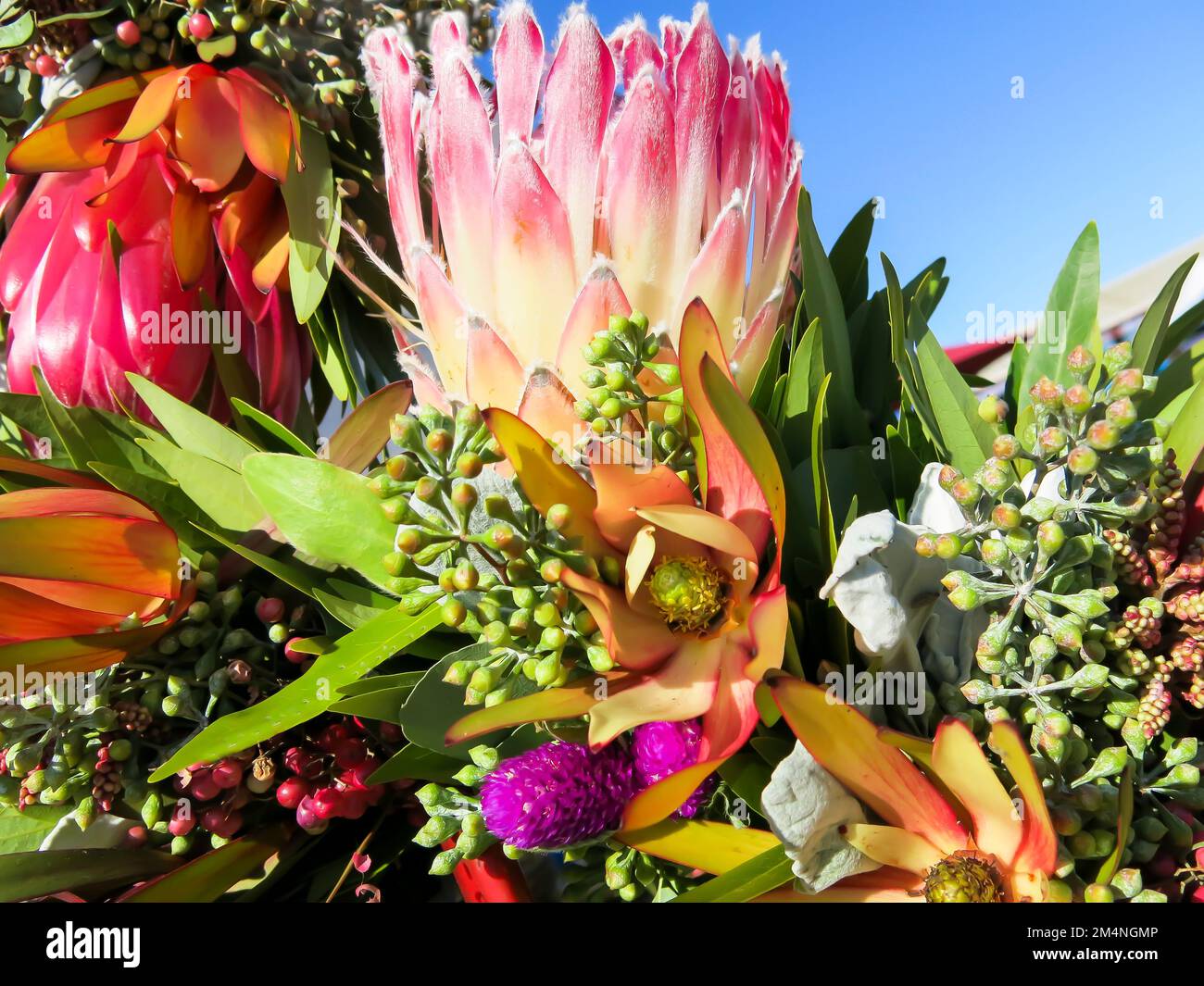 Protea – Nahaufnahme Stockfoto