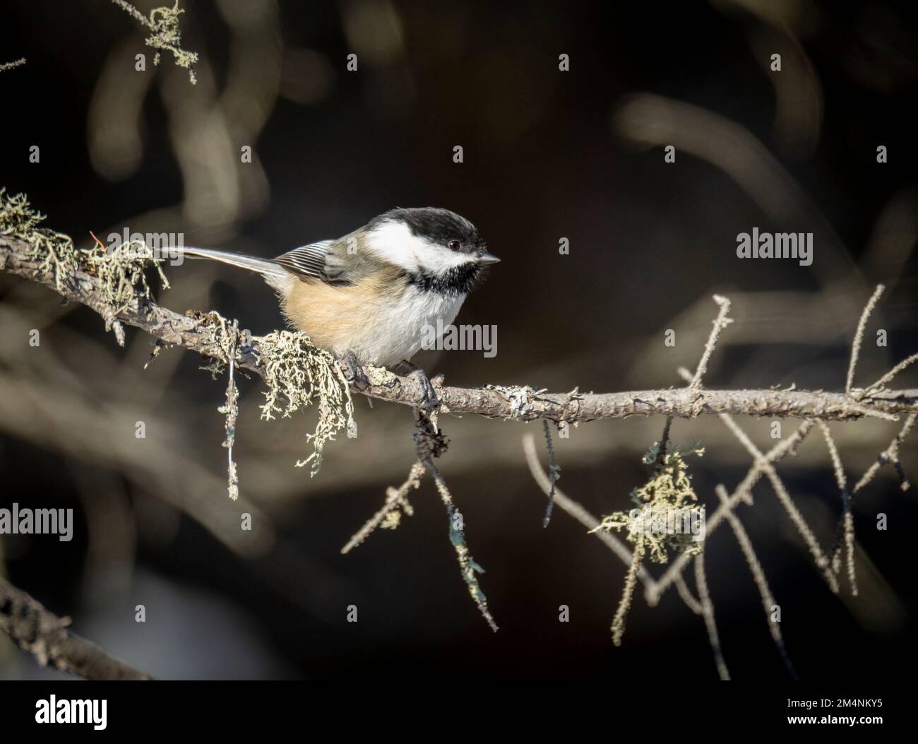 Winterküken, die auf einem Ast sitzen Stockfoto