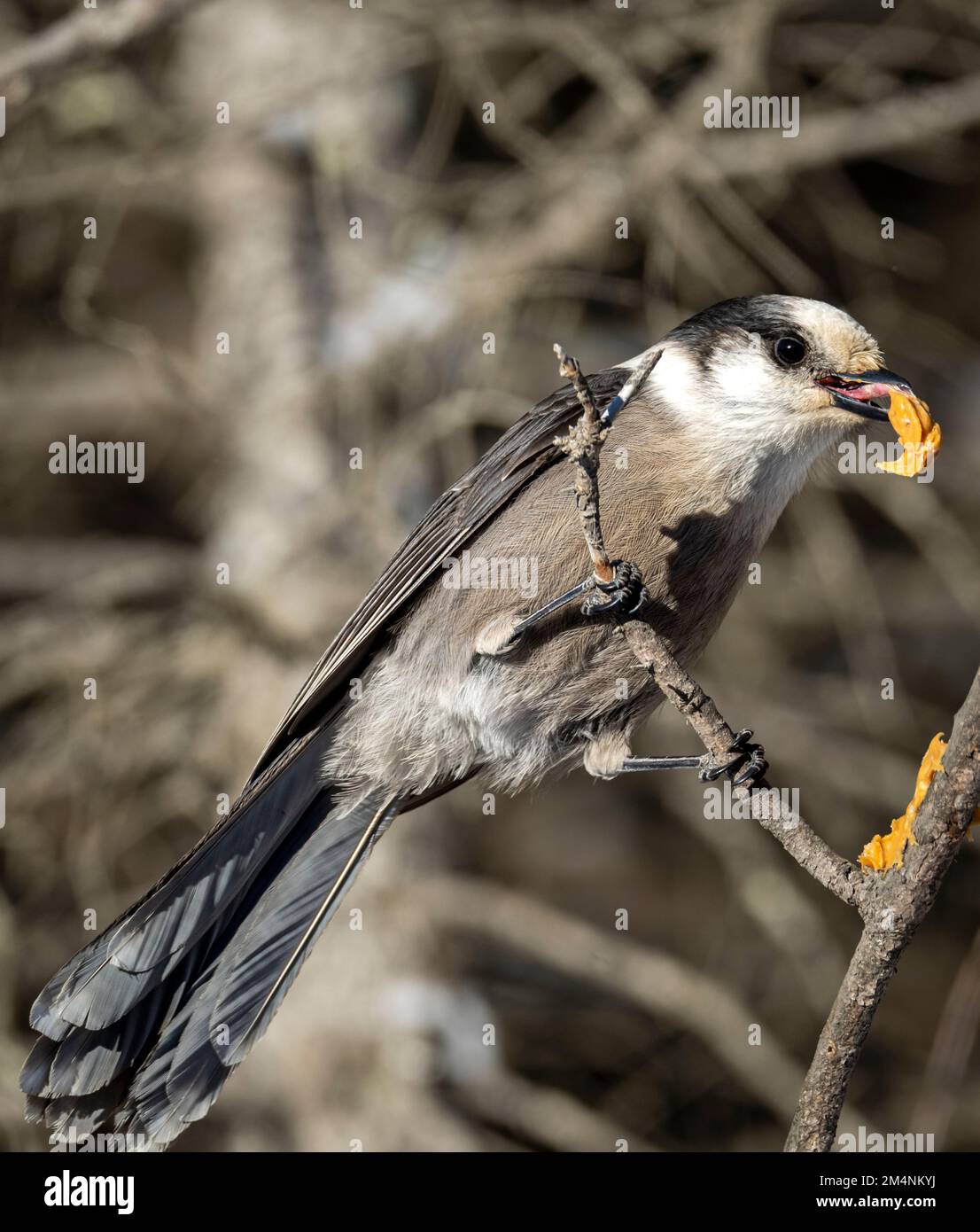 Kanadischer grauer jay, der im Winter Erdnussbutter von einem Ast isst Stockfoto