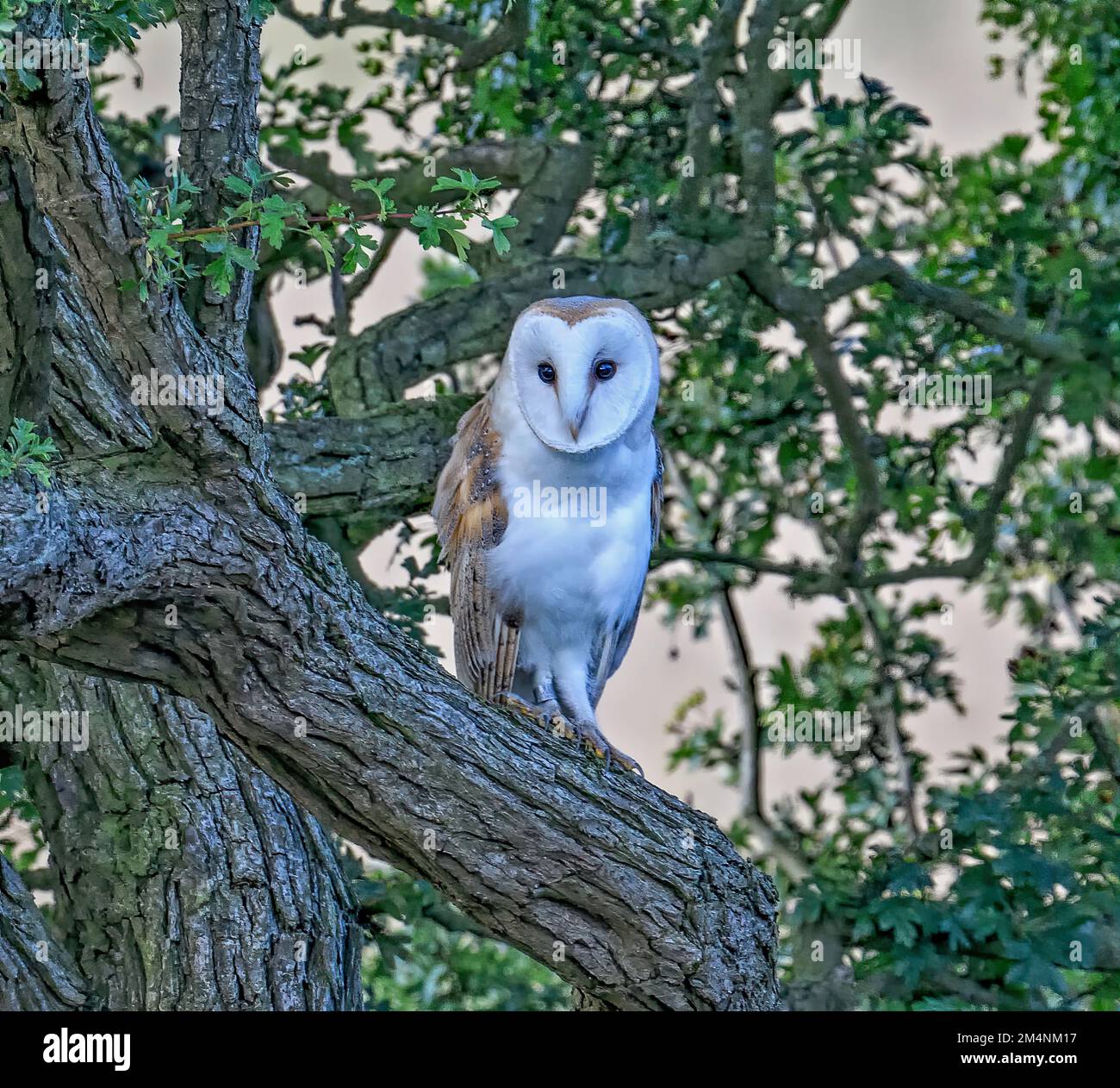 Schleiereule Stockfoto